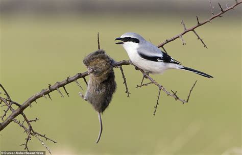 Rodent kebab: Ruthless ‘butcher bird’ IMPALES its prey on thorns then eats it at its leisure ...