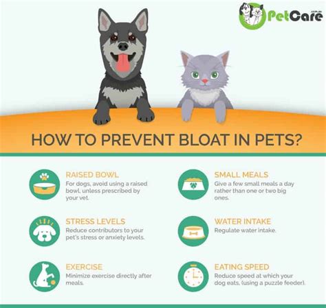 How Is Bloat Caused In Dogs