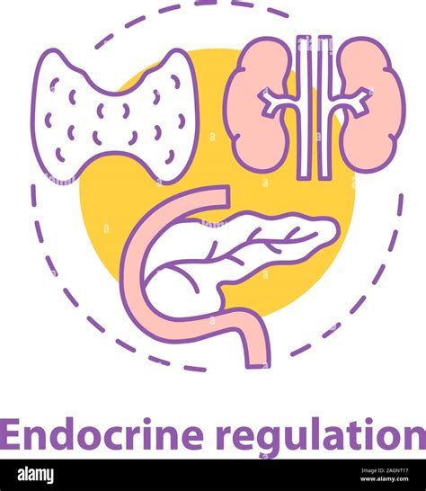 Endocrine regulation concept icon. Endocrinology idea thin line ...