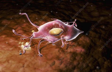 Myeloid progenitor cells - Stock Image - F002/3980 - Science Photo Library