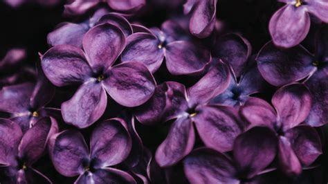 Dark Purple lilac Spring Flowers 4K HD Flowers Wallpapers | HD Wallpapers | ID #76974