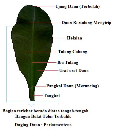 Natural Silk Agribusiness: Sistematika dan Morfologi Daun Tuggal (Folium Simplex)