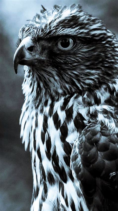 Hawk 4K Wallpaper For iPhone