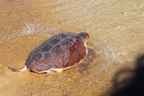 Wildlife conservation in Malta - Mercury Holidays | Wildlife ...