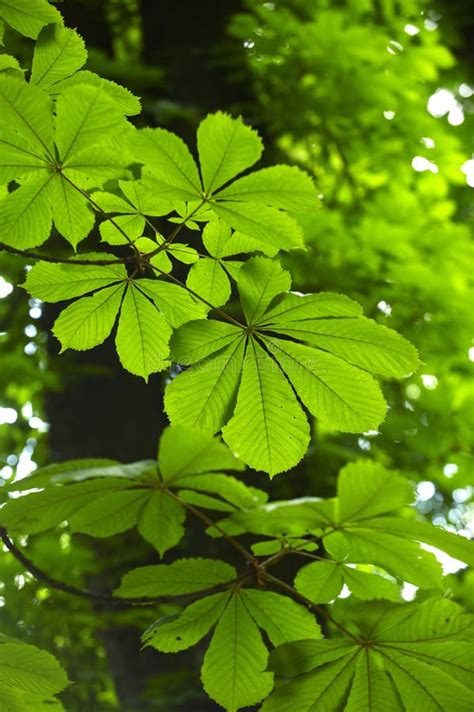 Horse Chestnut tree leaves stock photo. Image of branch - 16672570