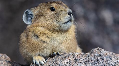 Pika on Mount Evans, Rocky Mountain National Park, Colorado, USA | Windows Spotlight Images