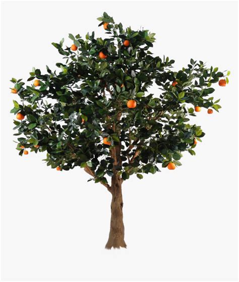 Transparent Apple Tree Png - Transparent Orange Tree Png, Png Download - kindpng