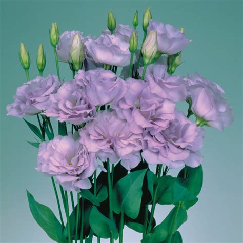 Lisianthus Seeds | Buy Lisanthus Seed | Annual Flower Seeds