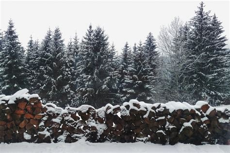 Free Images : snow, shortleaf black spruce, tree, balsam fir, freezing, wilderness, lodgepole ...