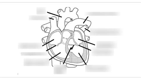 Heart Diagram | Quizlet