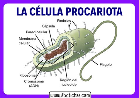 Anatomía interna y Partes de la Célula Procariota