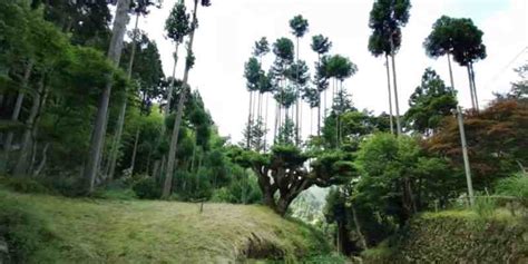 Daisugi – Japan’s Forestry Technique That Produces High-Grade Lumber Without Cutting Down Trees ...