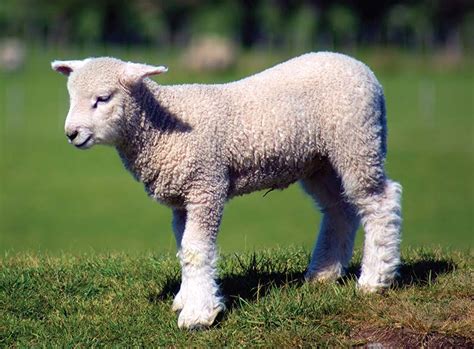 Who is profiting from Welsh lamb? – The Pembrokeshire Herald