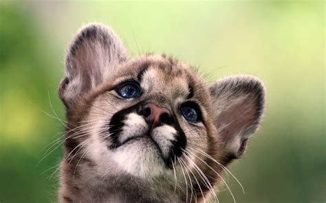 Download Animal Cougar HD Wallpaper