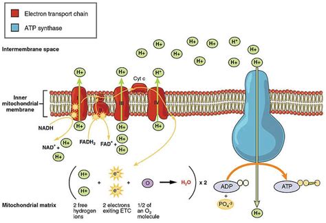 Electron Transport Chain - Oxidative Phosphorylation - TeachMePhysiology