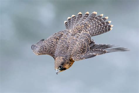 Juvenile Peregrine Falcon