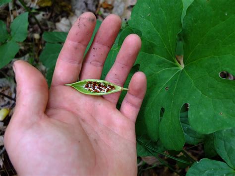 Bloodroot — Sanguinaria canadensis | Nomad Seed Project