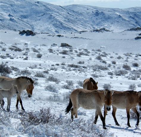 Wild Takhi Research & Conservation | Volunteer in Mongolia 2025