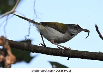 274 Tailorbird Nest Images, Stock Photos, 3D objects, & Vectors | Shutterstock