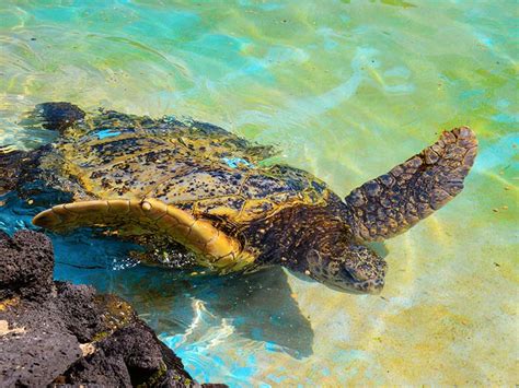 Honu Green Sea Turtle Habitat on Oahu | Sea Life Park Hawaii