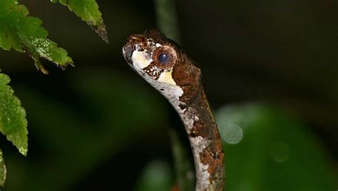 The blunthead slug snake is the cutest nope rope we’ve seen