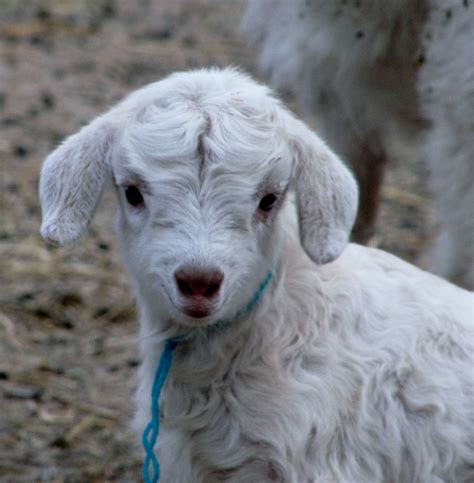 LIBERTY FARM CASHMERE GOATS: I JUST LOVE BABY GOATS