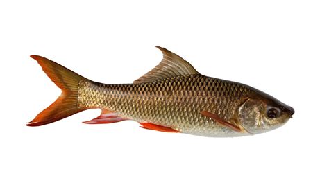 Rohu Fish Price in Mumbai | Benefits & Side Effects - Global Blog Post