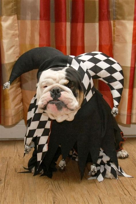 Bulldogs In Costumes