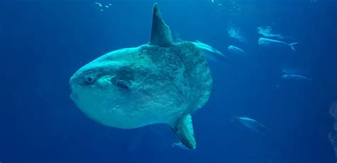 Sunfish at Monterey Bay Aquarium. | Monterey bay aquarium, Monterey bay ...