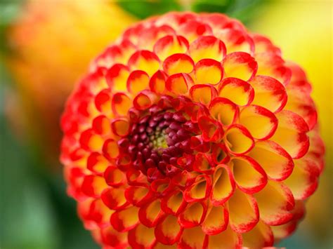 Autumn Flowering Plants: Annuals You'll Fall For - Sunset Magazine