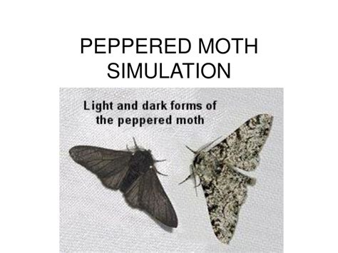 PPT - PEPPERED MOTH SIMULATION PowerPoint Presentation, free download ...