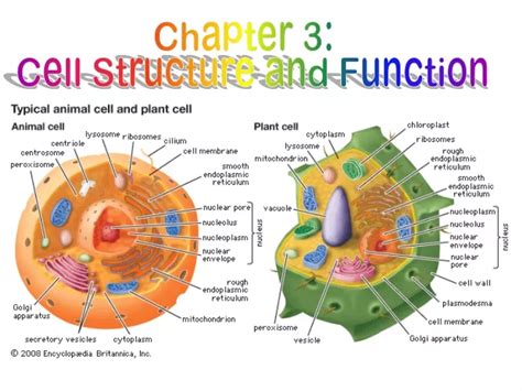 PPT - Chapter 3: Cell Structure and Function PowerPoint Presentation ...