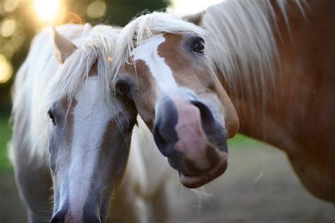 100+ Awesome Irish Horse Names (With Meanings) - Animal Hype