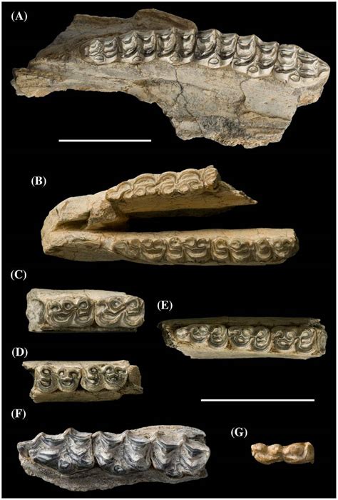 Hipparion fossils from gaojiashan, Hezheng, china. H. forstenae: (a)... | Download Scientific ...