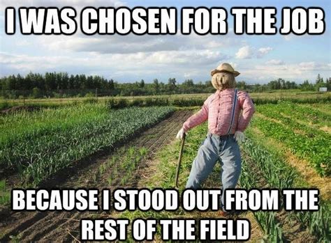 a scarecrow standing in a field with the caption i feel good from my head tomatoes