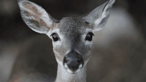 Missouri's fall hunting season kicks off with 90,000 deer harvest: Thousands tested for chronic ...