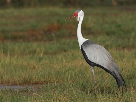 Wattled Crane - eBird