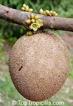 Mamey Sapote, Pouteria sapota