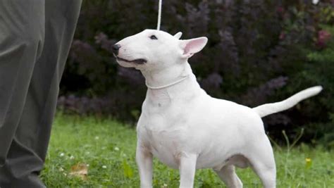 9 Ways Your Bull Terrier is Secreatly Communicating With You - SonderLives