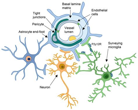 IJMS | Free Full-Text | Microglia and the Blood–Brain Barrier: An ...