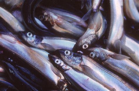 Industry optimistic about coming capelin season – Triton Iceland