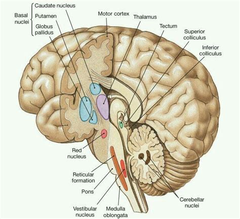 Pin de Un Poco De Todo Podcast en el cerebro (con imágenes) | Anatomia ...