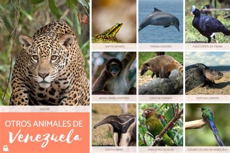 20 Animales de Venezuela - Características, curiosidades y FOTOS