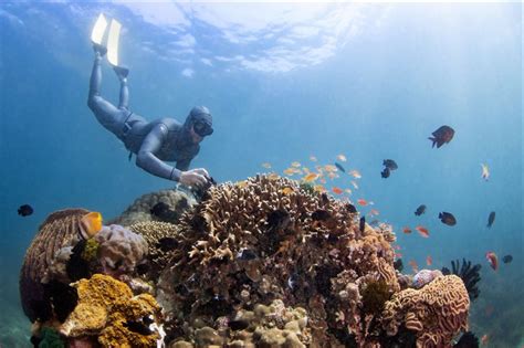 Puerto Galera's unique marine life explored by French and Swiss underwater investigation teams ...