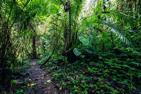 Tree species diversity makes forests more productive - TrendRadars