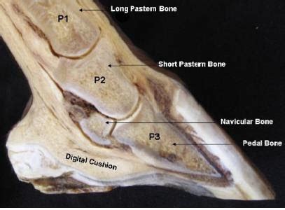 Behind the Bit: Coffin bone fractures: What to look for...