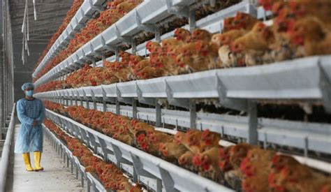 Factory Farm Conditions Are Unhealthy for Animals and Bad for People, Too