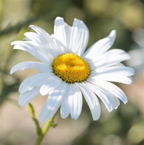 20 Types of WHITE Wildflowers in Georgia! (2024) - Bird Watching HQ