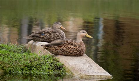 Types of Mallard Ducks — Are There Different Breeds of Mallard Ducks ...