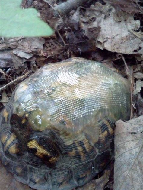 Vet fixes wild turtle's broken shell, finds it in the woods years later / Boing Boing